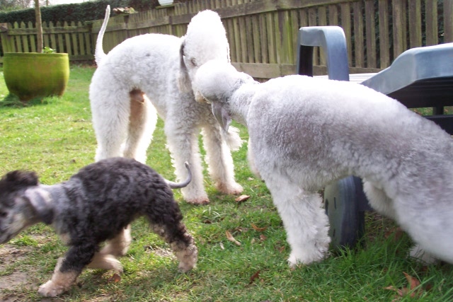 Unsere Hunde 03.02 (30).JPG